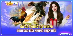 Đá Gà Thomo Tại WIN79 - Đỉnh Cao Của Những Trận Đấu